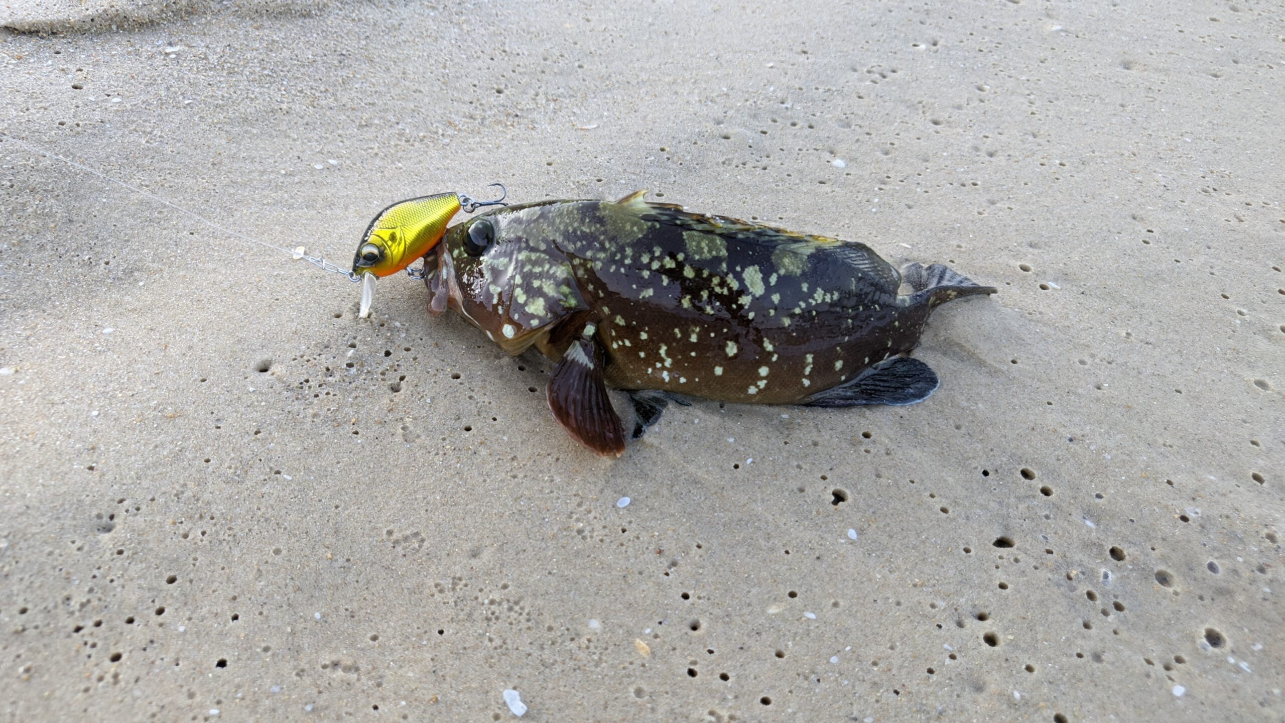 דמוי לסרגוסים le fish לוקוס על חוף